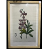 Quadro Lilium Martagon