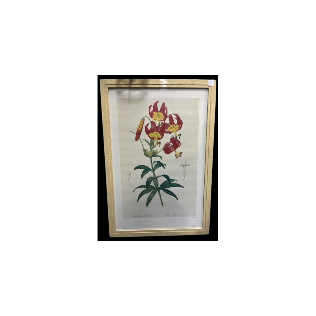 Lilium Superbum Frame