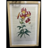 Lilium Superbum Frame
